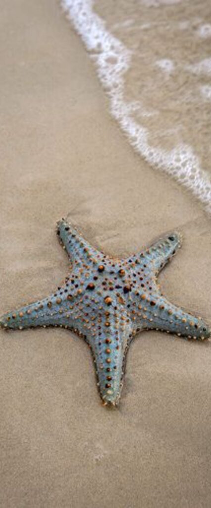 Awesome Star Fish iPhone Wallpaper