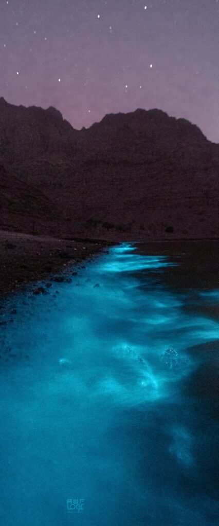 Bioluminescence Wallpaper For iPhone XR