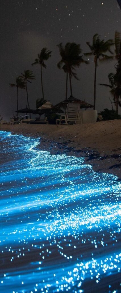 Bioluminescence iPhone Home Screen Wallpaper