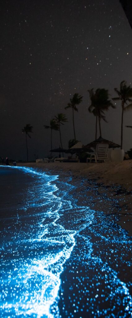 Bioluminescence iPhone Lock Screen Wallpaper