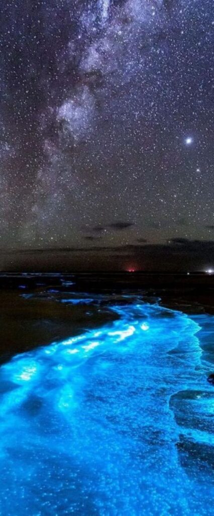 Bioluminescence iPhone Wallpaper 4k