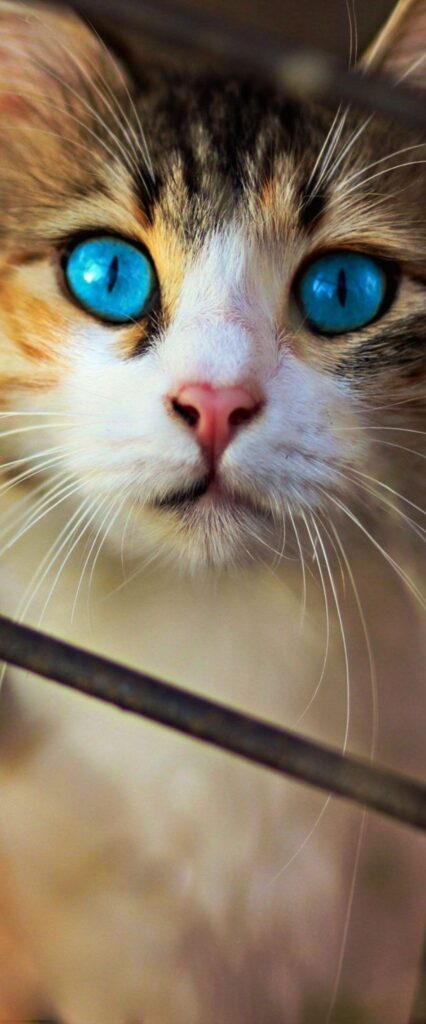 Cute Cat Wallpaper iPhone 11