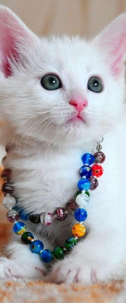 Cute Cat Wallpaper iPhone 12