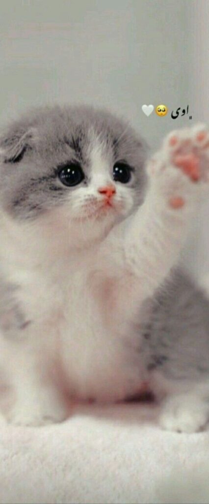 Cute Cat iPhone Home Screen Wallpaper