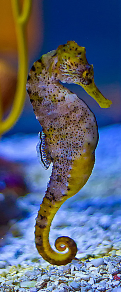 Sea Horse Best iPhone Wallpaper