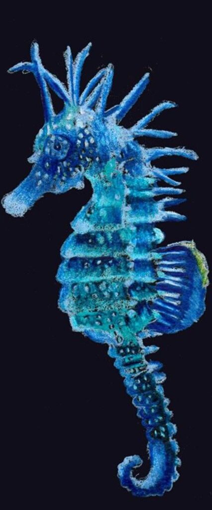 Sea Horse HD iPhone Wallpaper