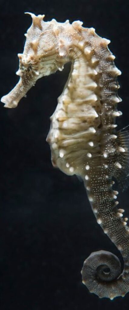 Sea Horse Wallpaper 4k For iPhone