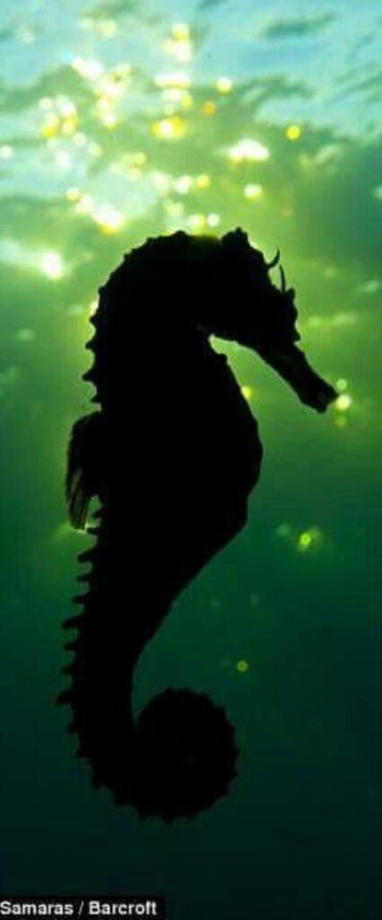 Sea Horse Wallpaper For iPhone 11