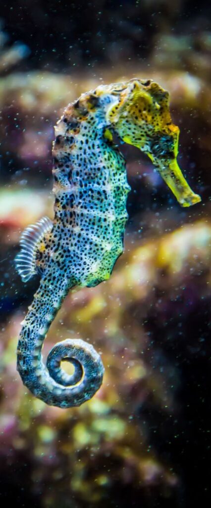 Sea Horse Wallpaper For iPhone 12