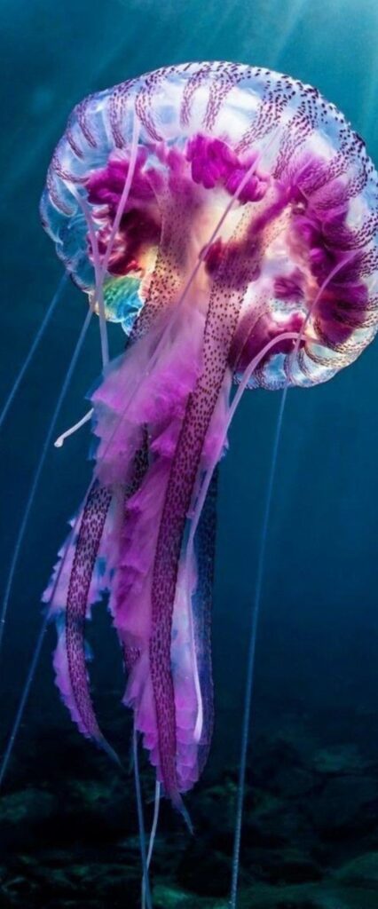 Sea Horse Wallpaper For iPhone