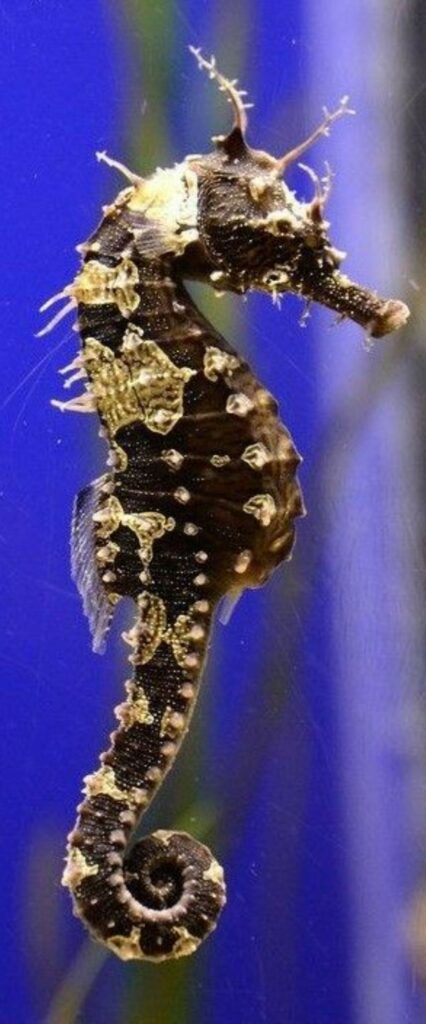 Sea Horse Wallpaper For iPhone X