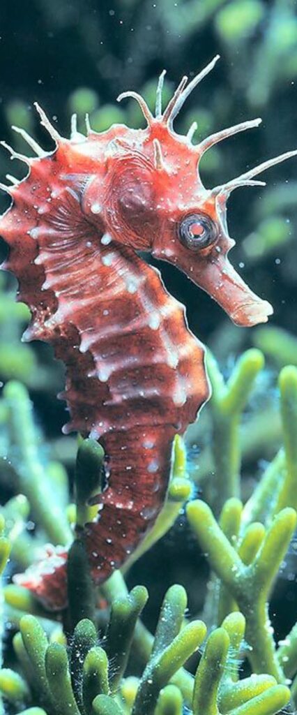 Sea Horse Wallpaper HD For iPhone