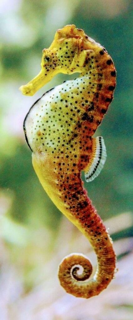 Sea Horse Wallpaper iPhone