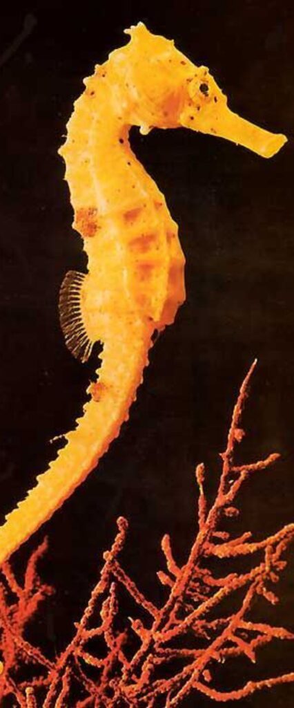 Sea Horse iPhone Wallpaper 4k