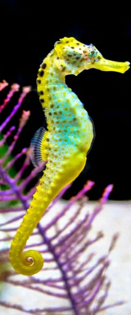 Sea Horse iPhone Wallpaper HD