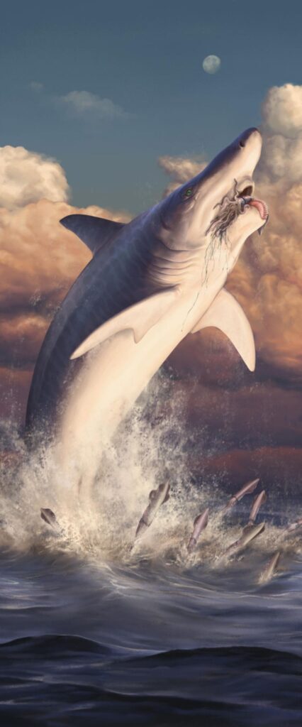 Shark Best iPhone Wallpaper