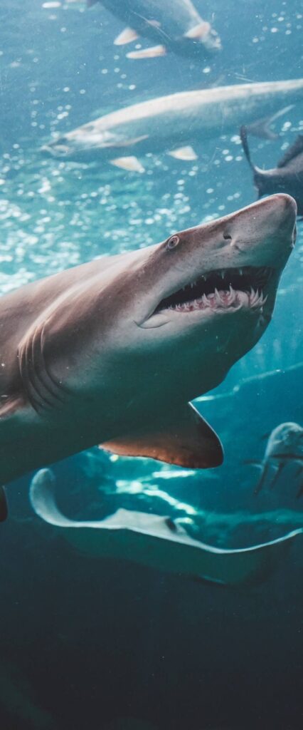Shark Wallpaper HD For iPhone