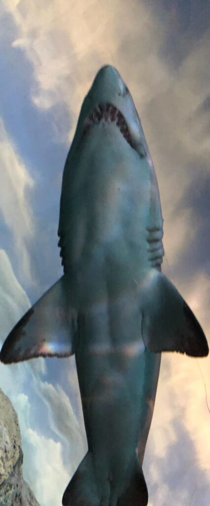 Shark iPhone Wallpaper 4k