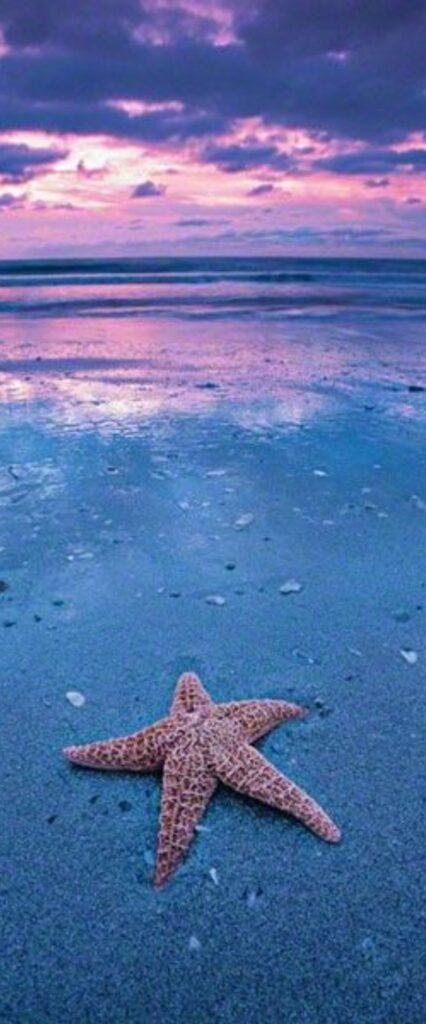 Star Fish HD iPhone Wallpaper