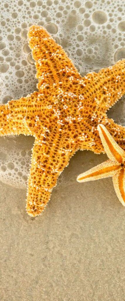 Star Fish Wallpaper 4k For iPhone