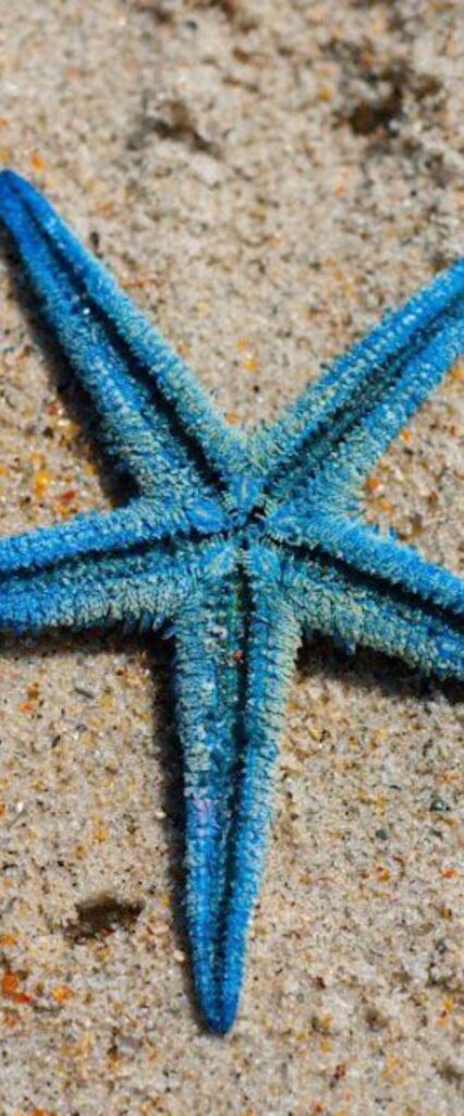 Star Fish Wallpaper For iPhone 12