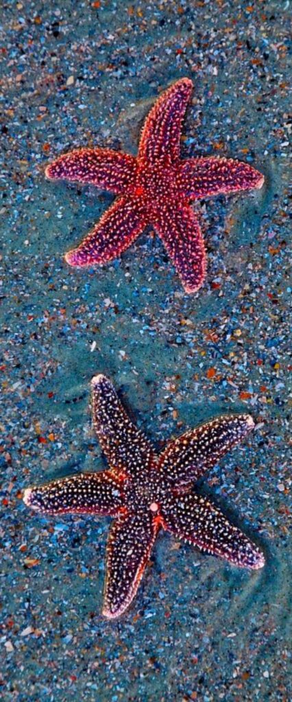 Star Fish Wallpaper For iPhone 14 Pro