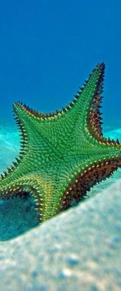 Star Fish Wallpaper iPhone