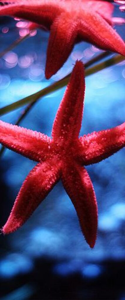 Star Fish iPhone Wallpaper 4k