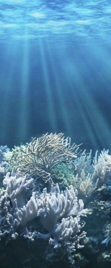 Underwater Wallpaper For iPhone 12