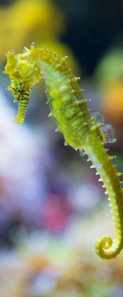 iPhone Wallpaper Sea Horse