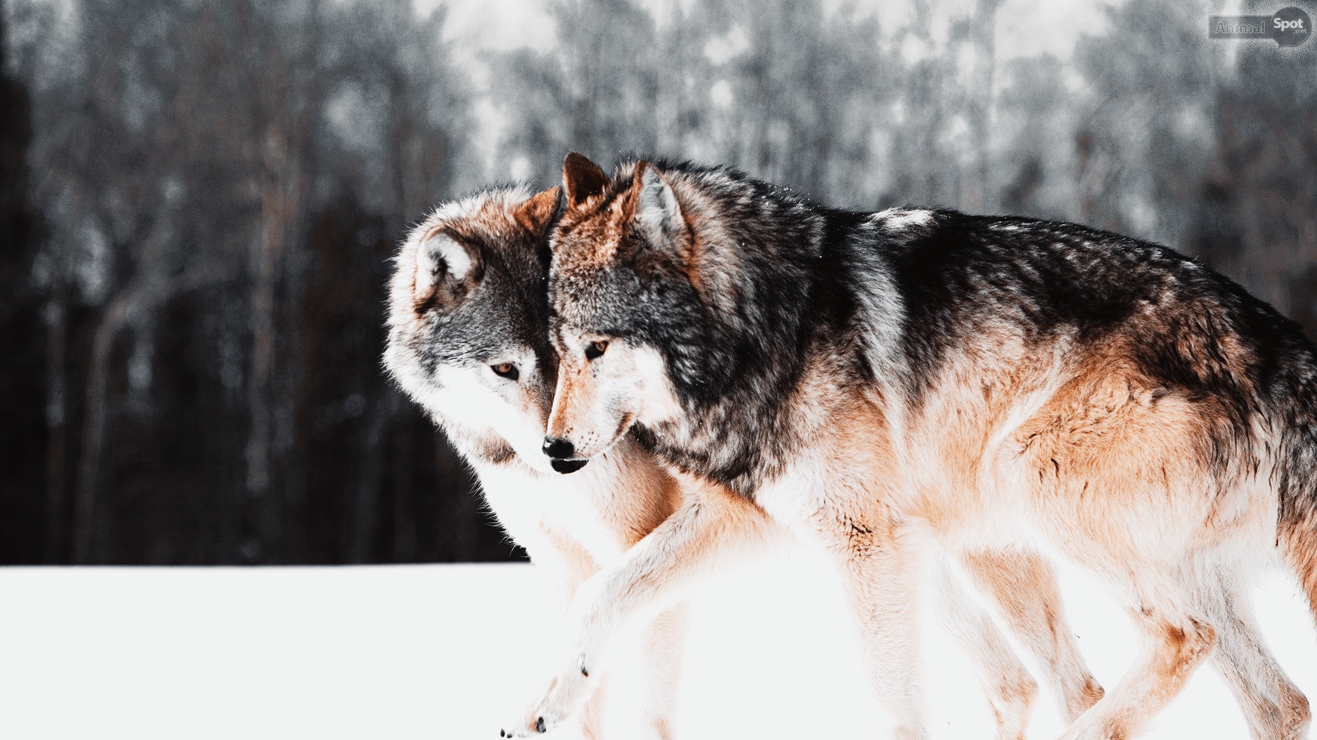 Wolf Couple Wallpaper