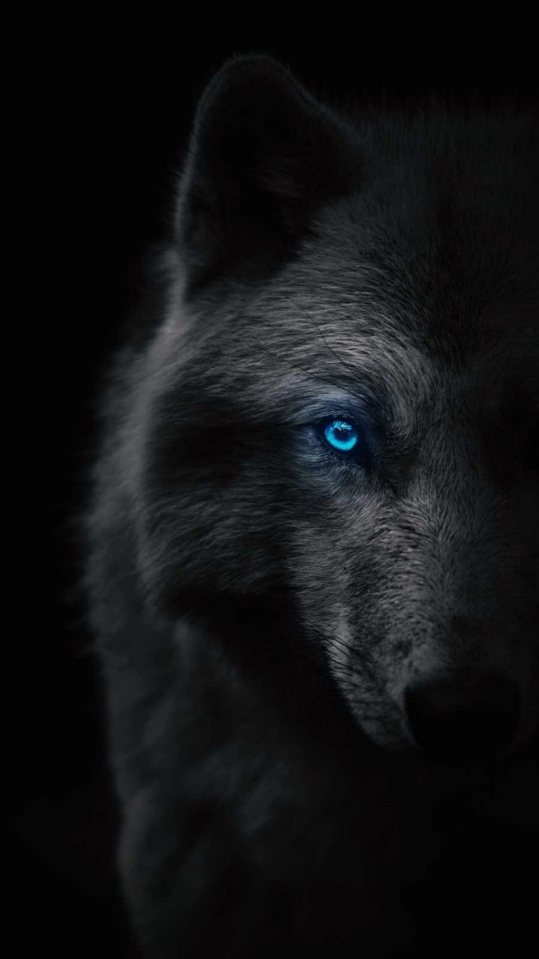 Wolf Wallpapers - Top 68 Best Wolf