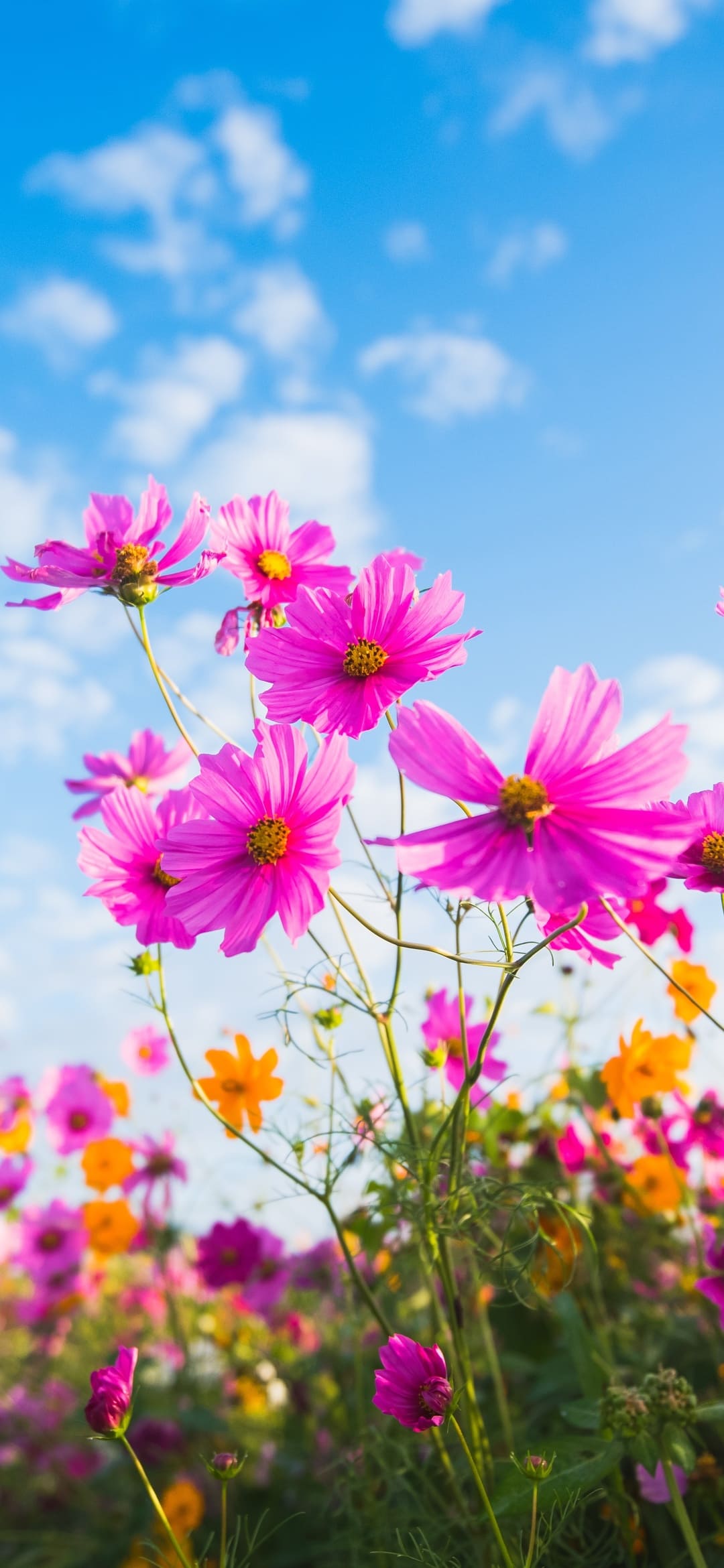 Flowers Wallpaper For Android