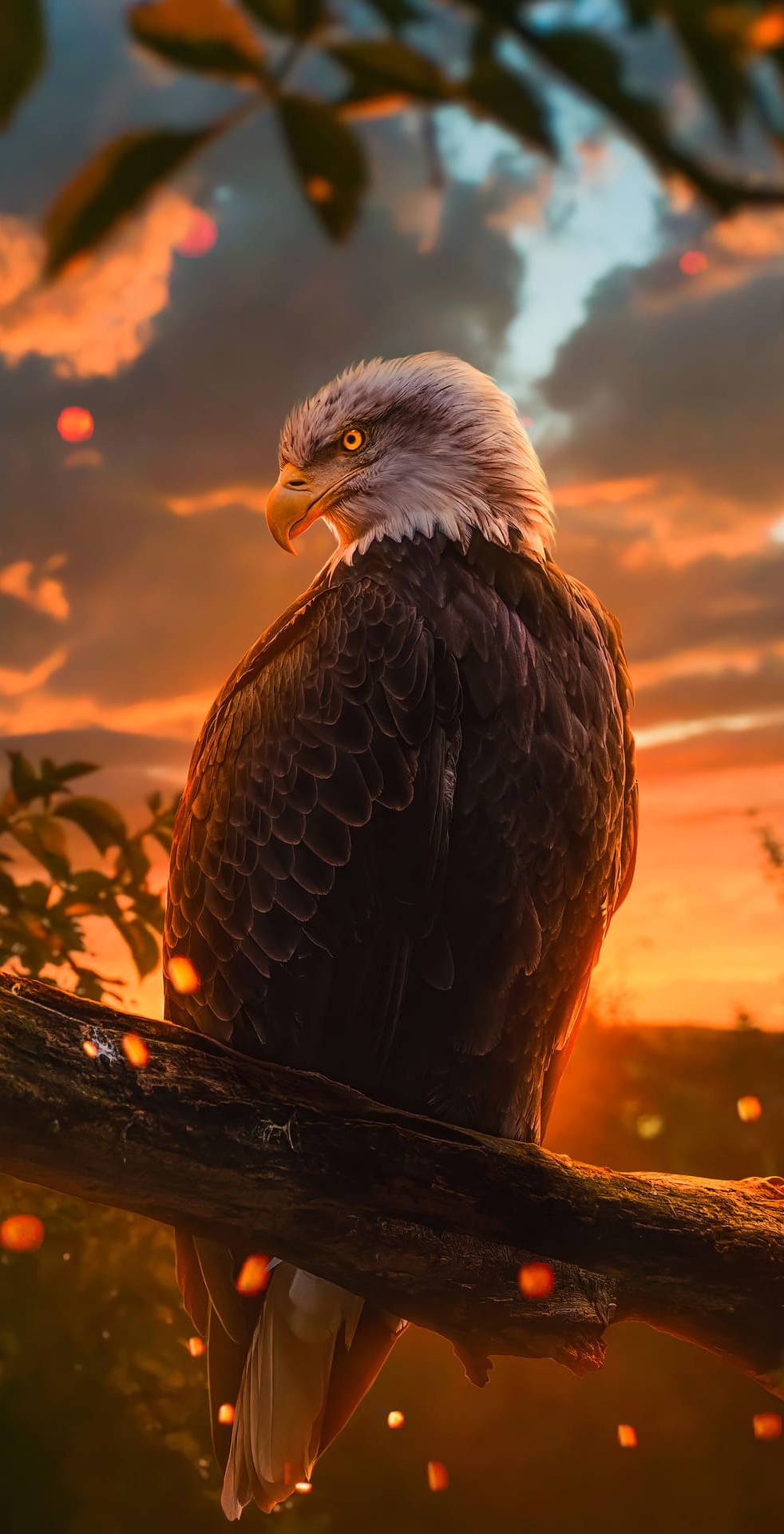 wallpaper hd 1080p eagle