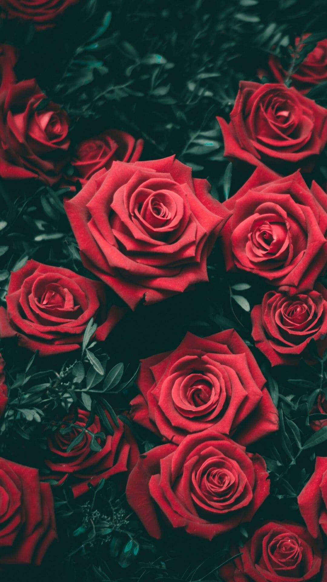 Rose Wallpaper For IPhone