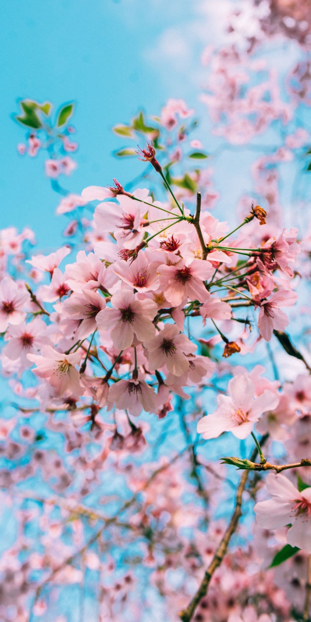 Cherry Blossom Wallpapers - Top 35 Best Cherry Blossom Backgrounds