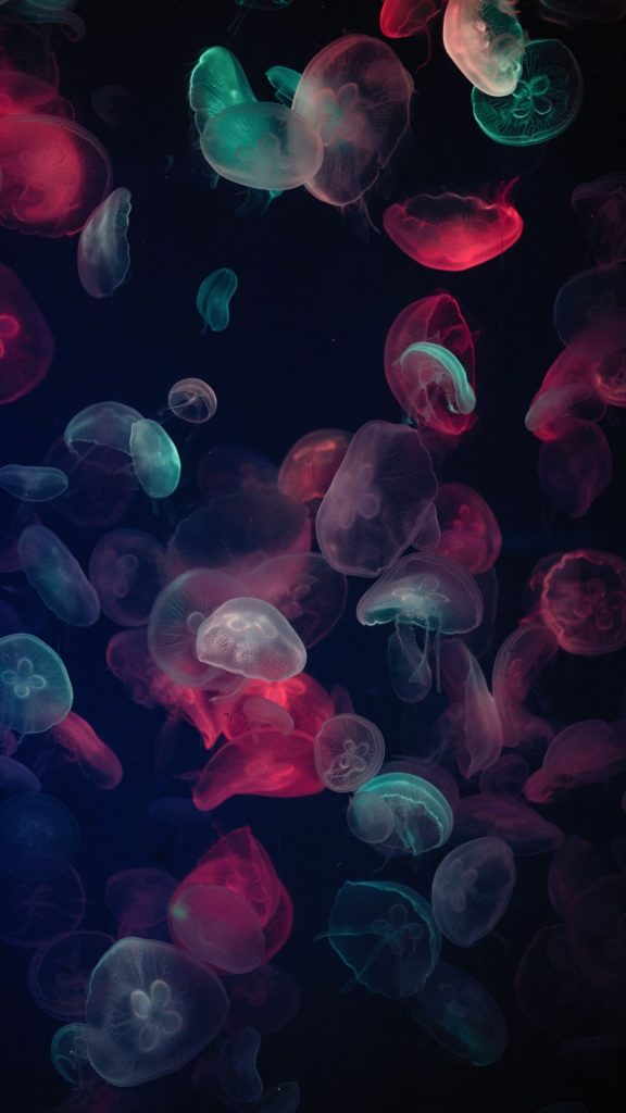 Jellyfish Wallpaper