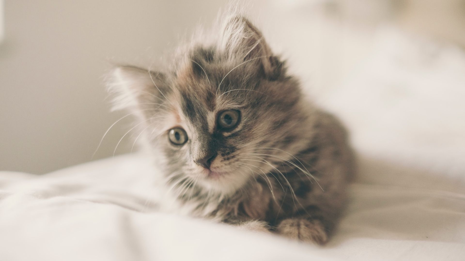 Kitten Background Photos