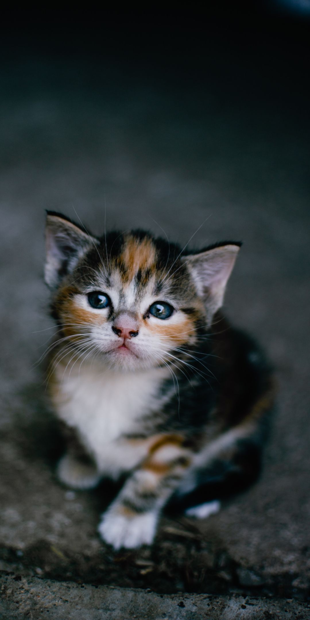 Kitten Images