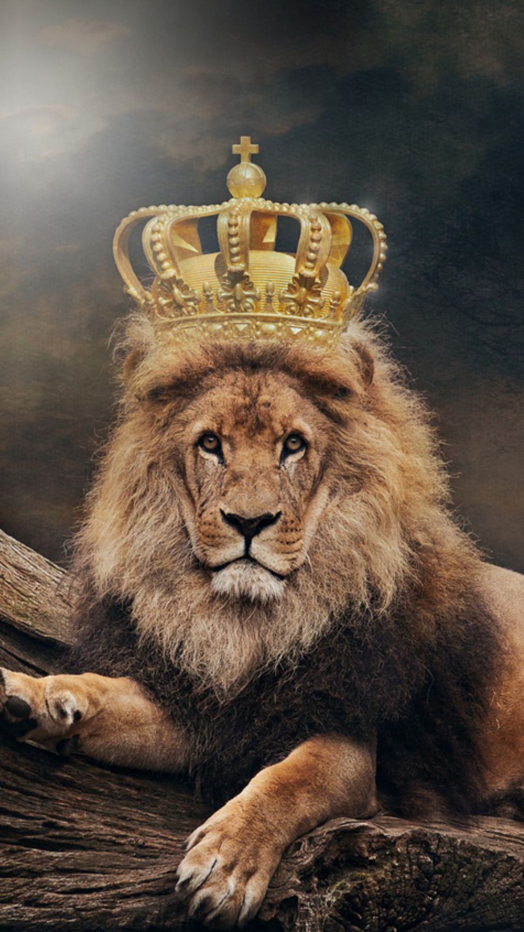 Lion HD Wallpapers - Top Best HD Lion Backgrounds