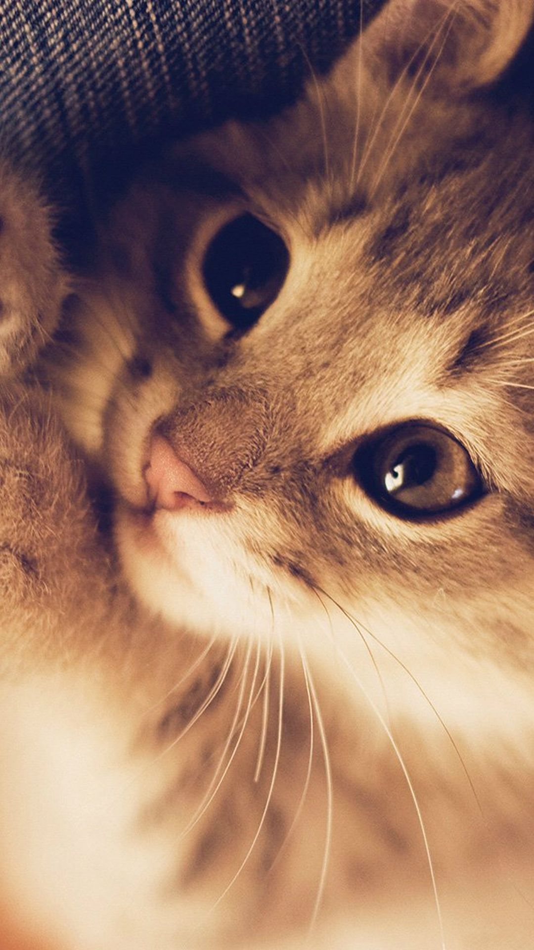 Cute Cat Wallpapers - Top 25 Best Cute Cat Backgrounds Download