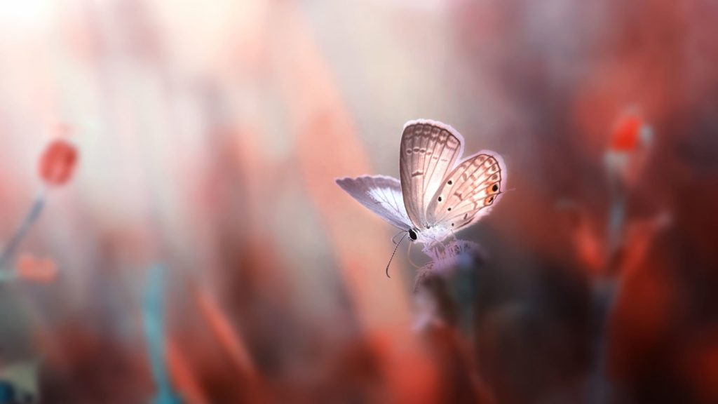 Butterflies Backgrounds Pictures HD