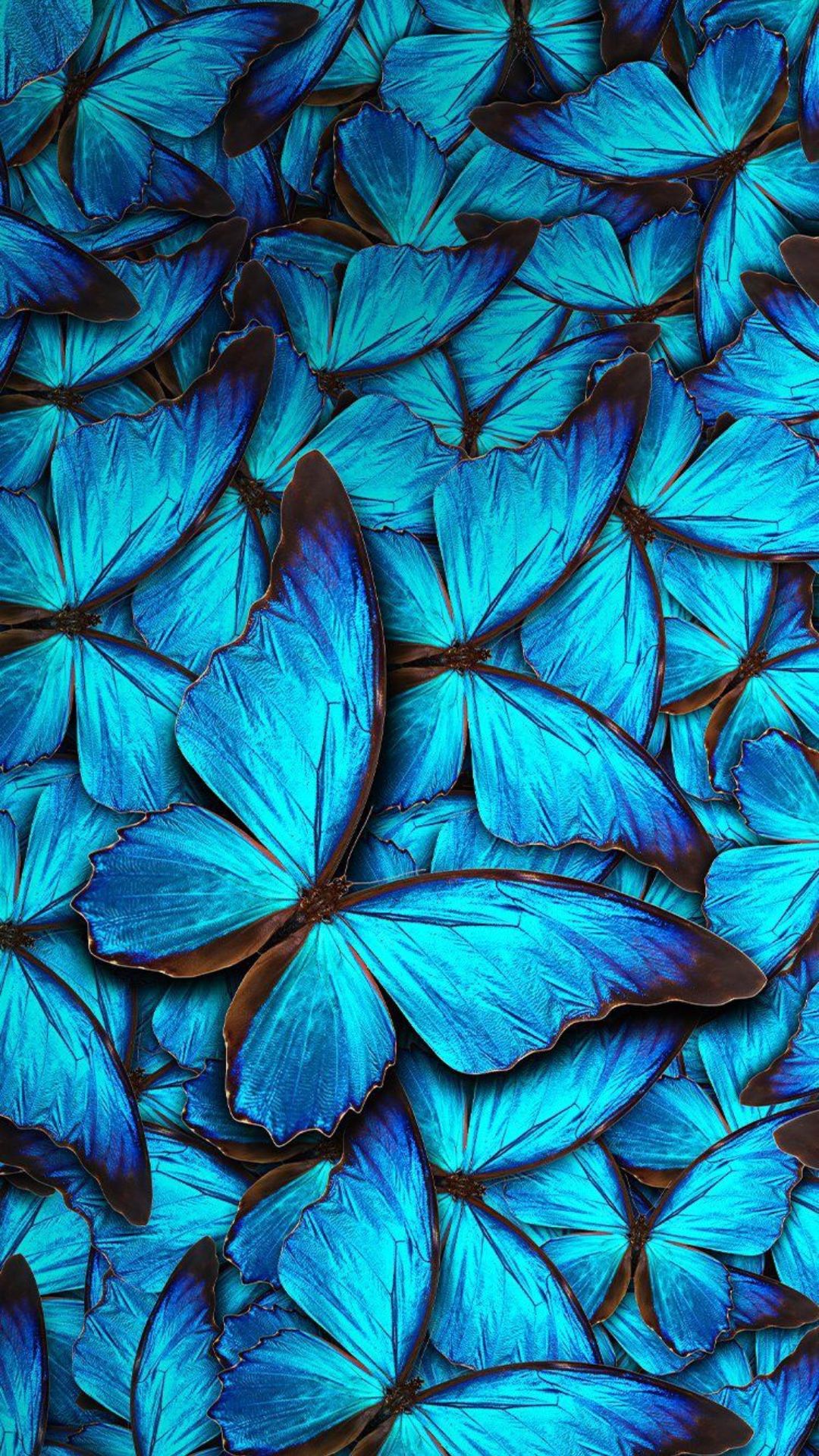 Butterflies Wallpaper 4k HD