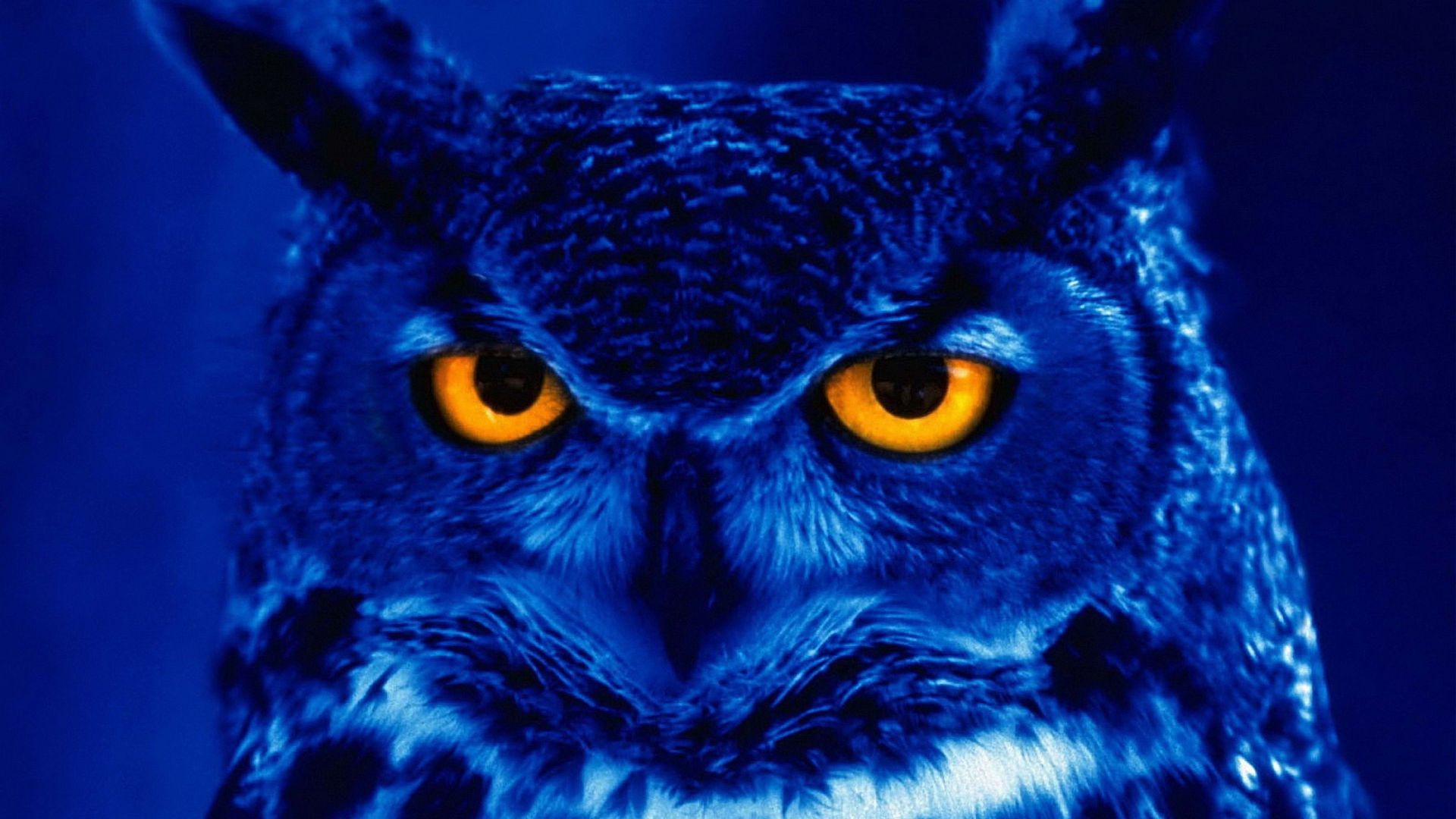 Owl Computer Wallpaper