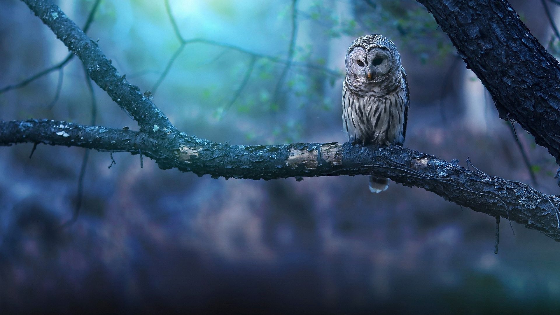 Wallpaper Owl