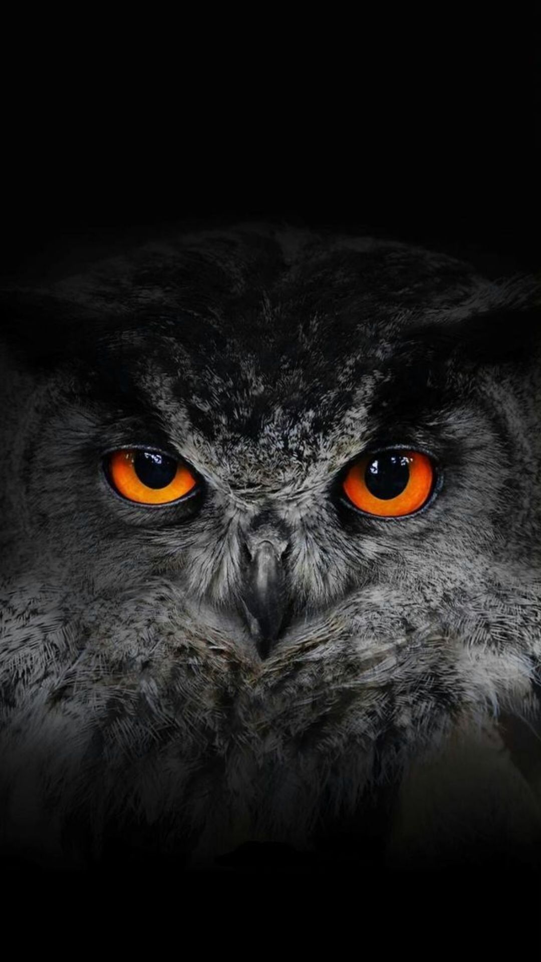 Wallpapers Owl