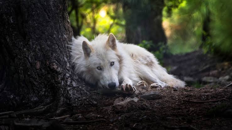 Wolf Backgrounds Images HD