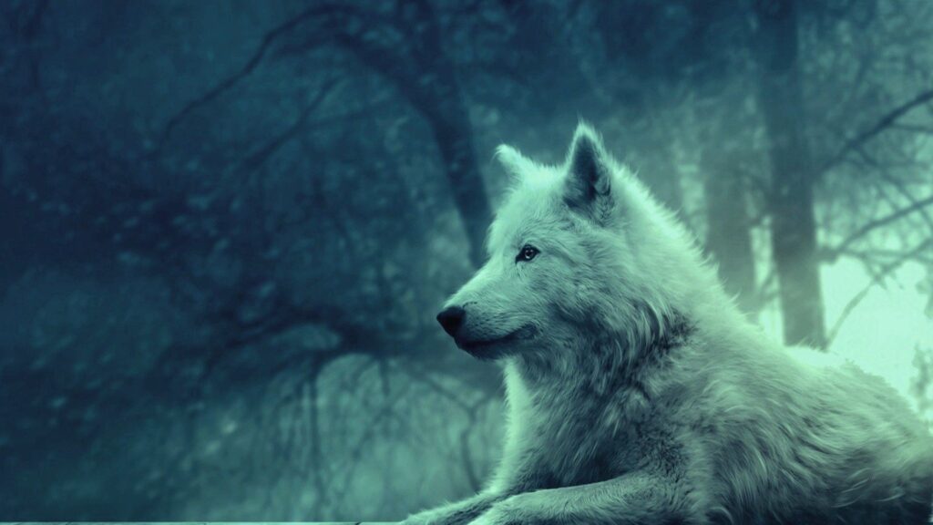 Wolf Backgrounds Photos HD