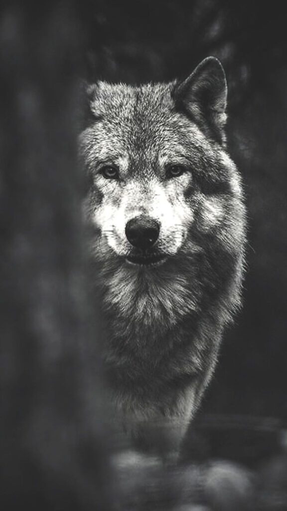 Wolf iPhone Wallpaper k
