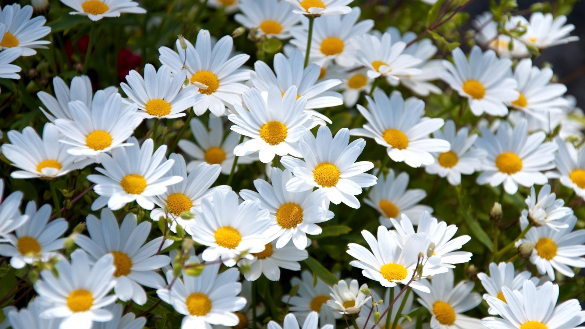 Daisy Background Pictures